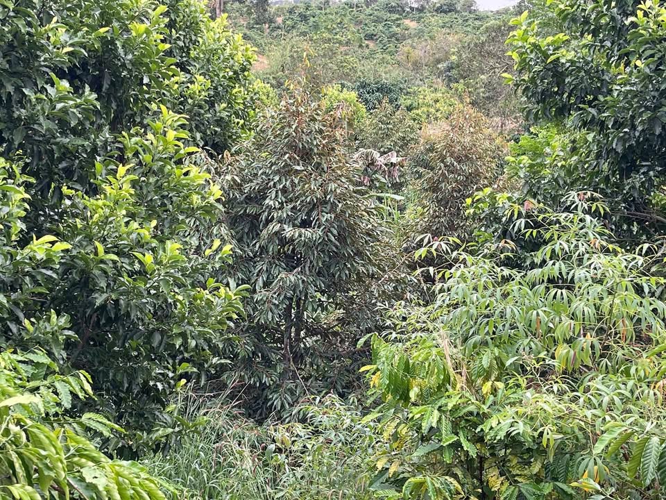 Farm đất thổ cư 10.800m² tại Ea Khal, Đắk Lắk - Giá chỉ 450 triệu!