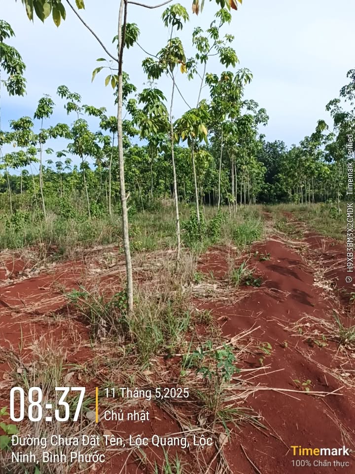 Đất vườn cao su 9,5 sào tại xã Lộc Quang, Lộc Ninh giá 1.4 tỷ - Pháp lý rõ ràng!
