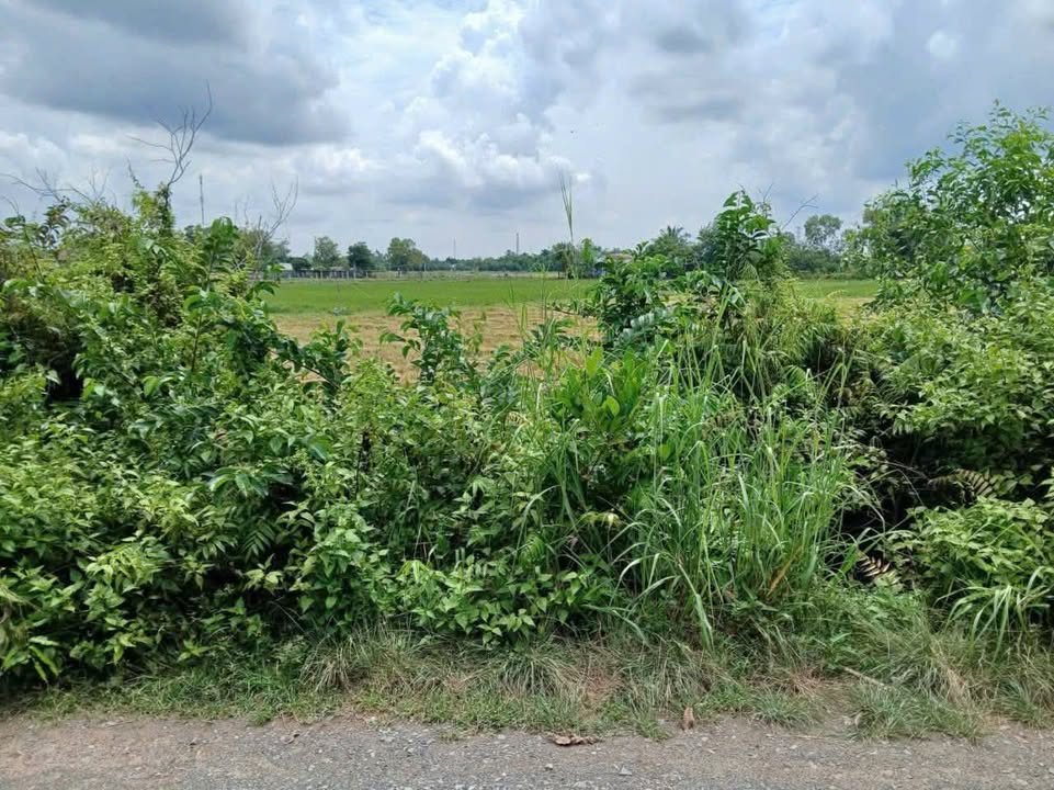 Đất nền Hậu Nghĩa 2000m² giá 1 tỷ - Gần Vinhomes, sổ hồng riêng