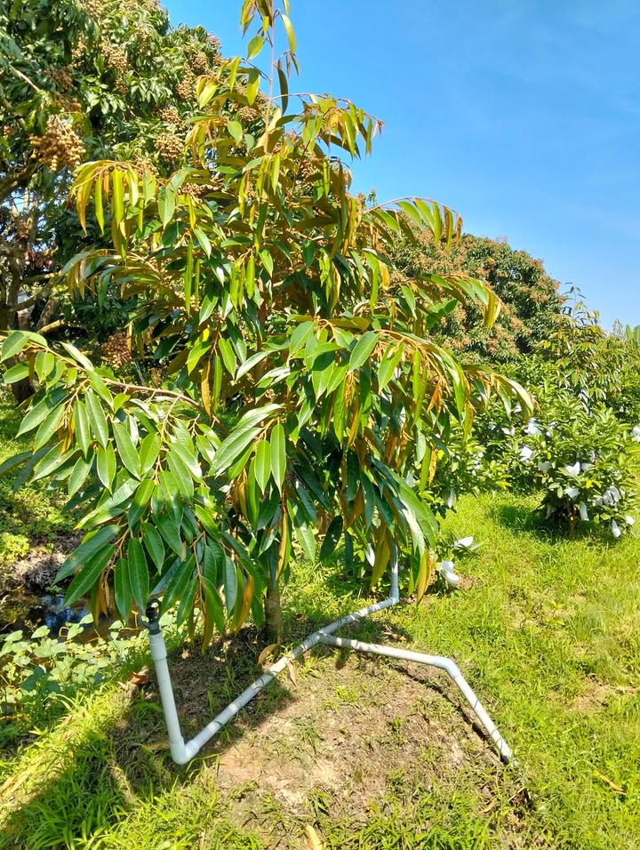 Đất vườn Phú Hựu Châu Thành 70,000m² giá 4.6 tỷ - Đầu tư sinh lời hấp dẫn!