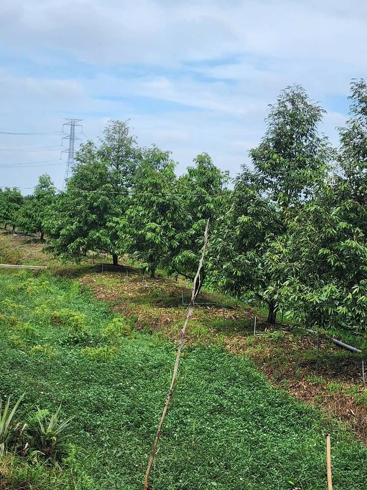 Farm 11 công sầu riêng An Khánh, Châu Thành, Đồng Tháp - Đầu tư sinh lời ngay!