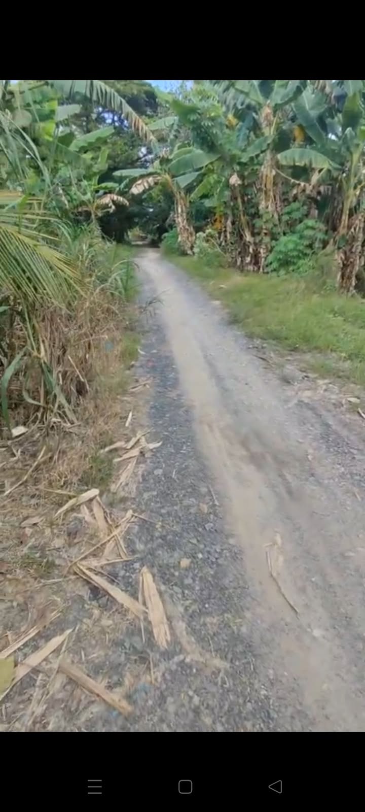 Đất cho thuê trồng dưa hấu tại Thanh Mỹ, Tháp Mười - Đất vuông đẹp, giá chỉ 1.5 triệu/tháng!