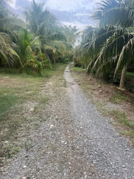 Đất vườn dừa 3277m² xã Châu Hưng Bến Tre - Giá chỉ 18.027 tỷ VND