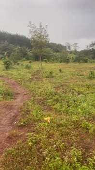 Đất 5 sào tại xã Al Bá, Chư Sê giá 650 triệu - Cơ hội đầu tư hấp dẫn!