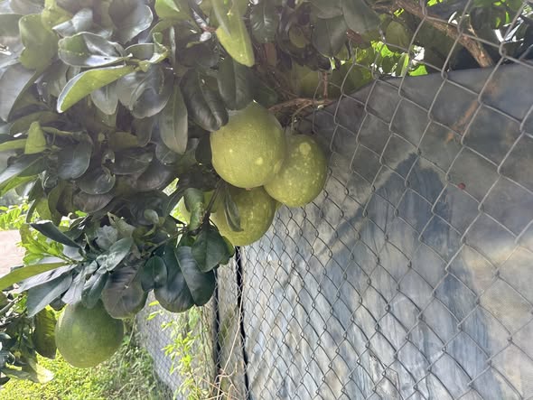 Vườn Bưởi Da Xanh Dầu Giây 2000m² giá 1.1 tỷ - Mặt tiền đường nhựa thông