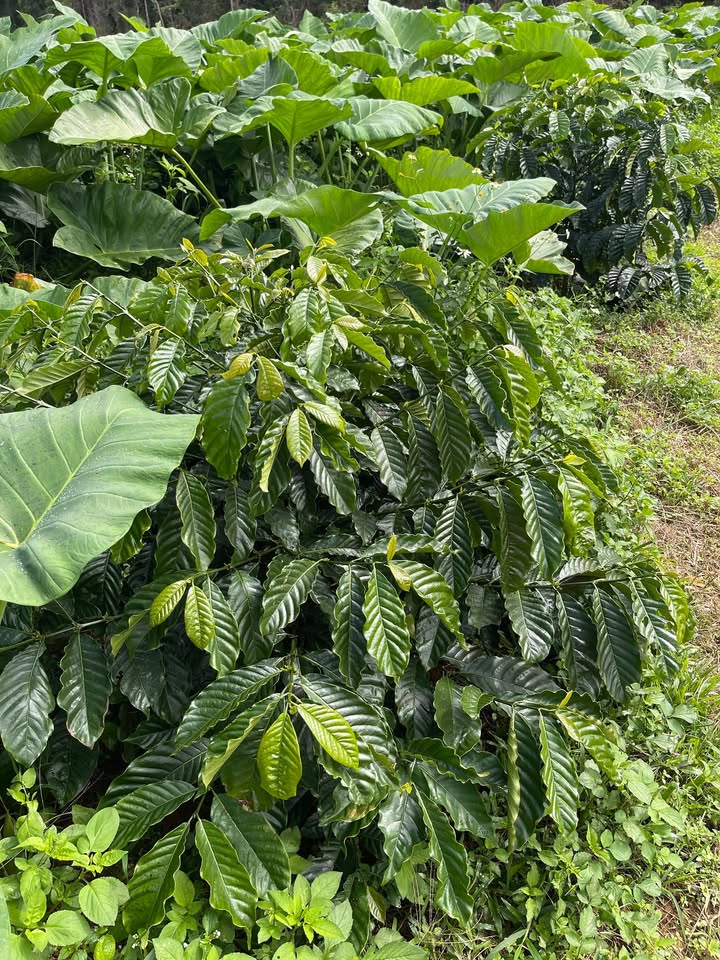 Đất nền 1ha tại Trường Xuân, Đắk Song giá 1.17 tỷ - Đường ô tô vào tận nơi!