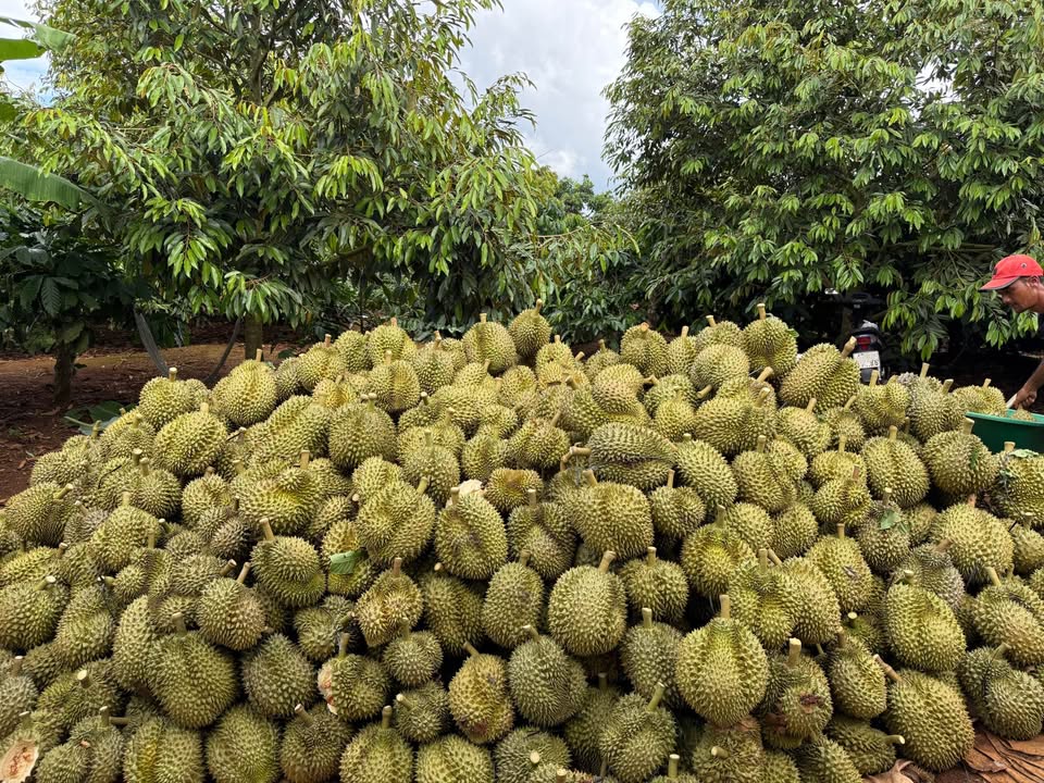 Đất ở Thị trấn Krông Năng 360m² - Cơ hội đầu tư tuyệt vời!