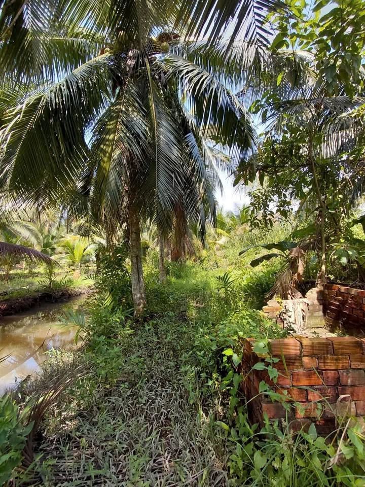 Đất trồng dừa 6 công tại Ngãi Đăng, Mỏ Cày Nam - Giá chỉ 2.1 tỷ VND