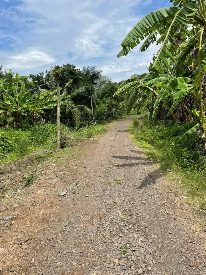 Đất nền 5.500m² tại Quảng Thành, Châu Đức - Giá chỉ 1.76 tỷ, Bớt lộc cho khách thiện chí!