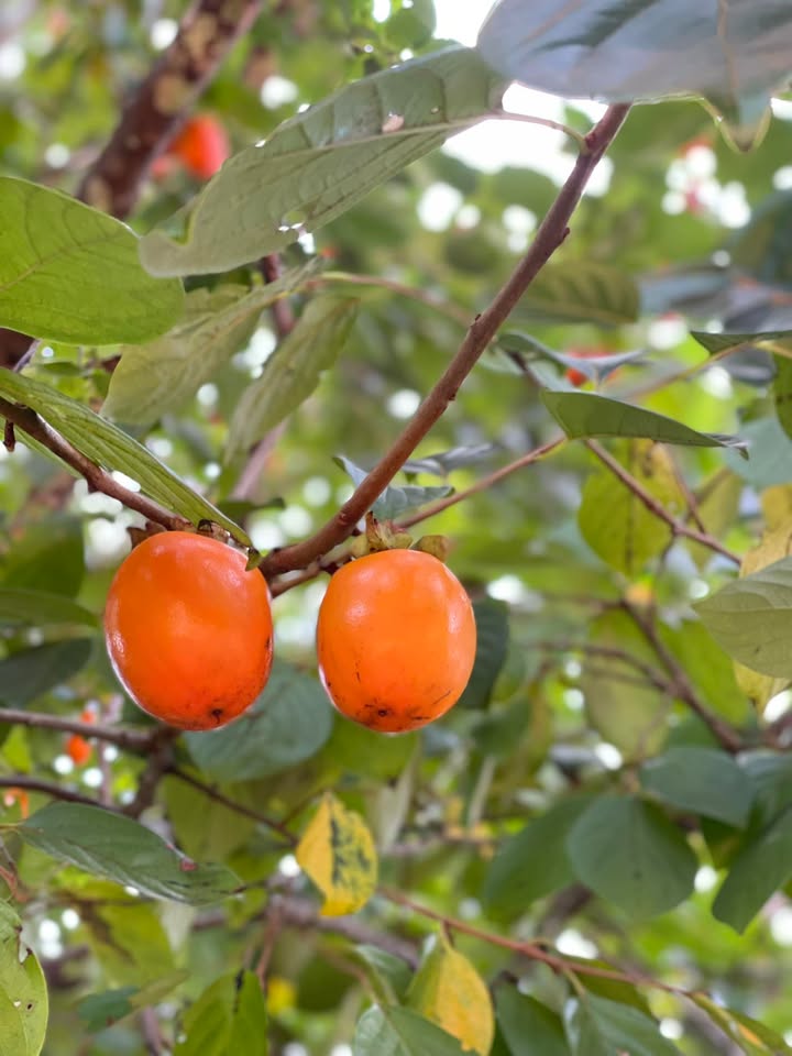 Đất nền Bình Hòa - Tây Sơn 200m² giá 900 triệu - Cơ hội đầu tư hấp dẫn!