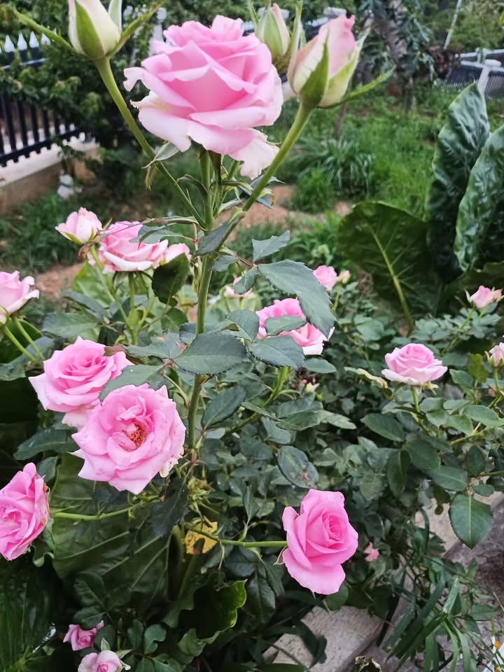 Đất nền Tân Văn 475m² giá 1.15 tỷ - Sổ đỏ chính chủ giao ngay!