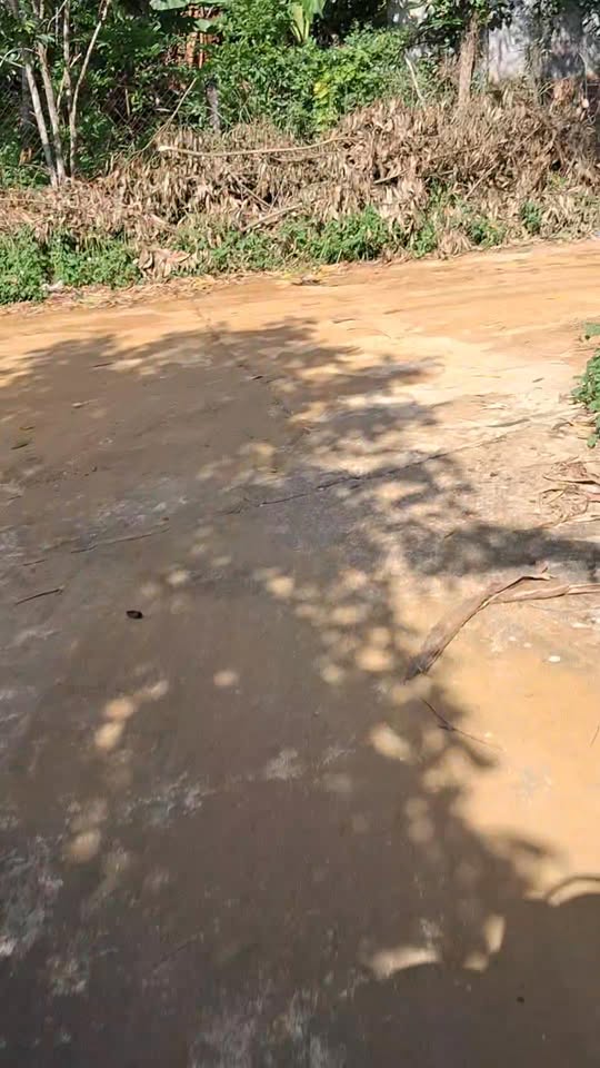 Đất ở Bình Hải 100m² giá 520 triệu - Hướng Nam tài lộc, sẵn sàng giao dịch!