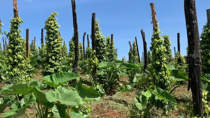 Đất nông nghiệp 3ha tại Quảng Trực, Tuy Đức - Giá chỉ 2.65 tỷ VND!