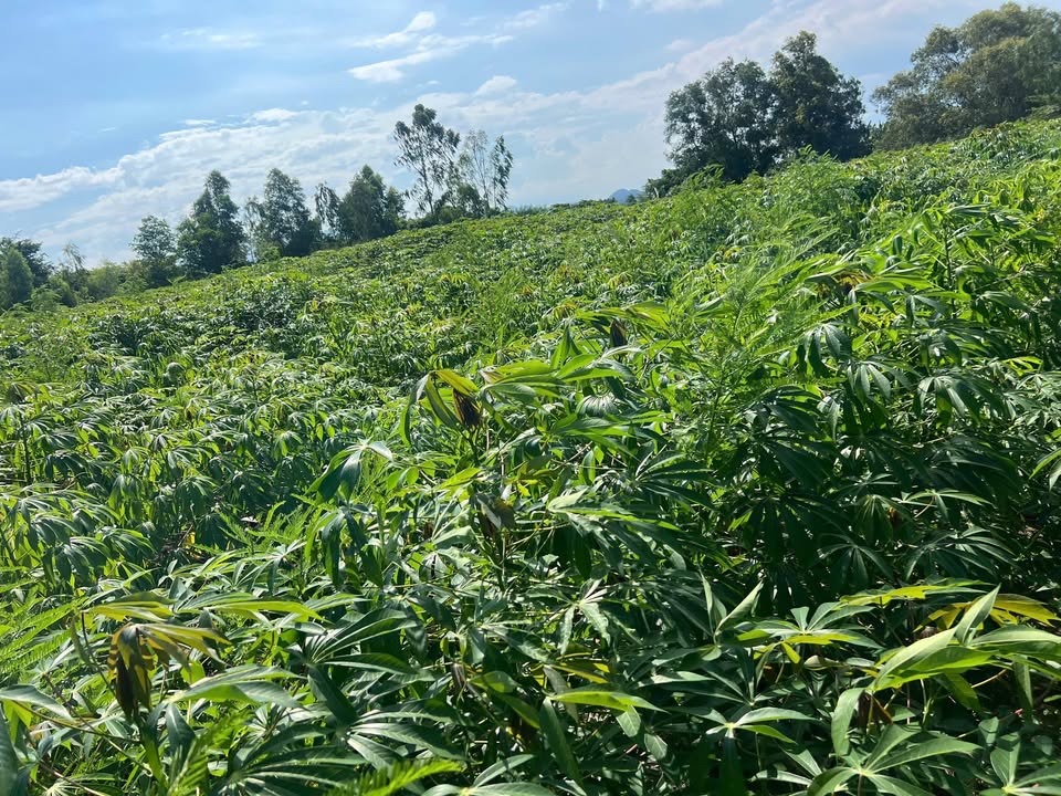 Đất CLN 6300m² tại Thị trấn Thuận Nam, Bình Thuận - Phù hợp xây dựng nhà yến!