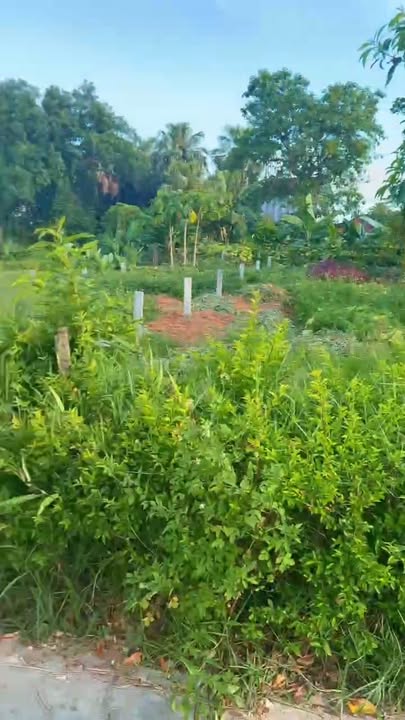 Đất thổ cư Thôn Đông Hạ, Cẩm Vịnh 132m² giá 1 tỷ - Cơ hội đầu tư tuyệt vời!