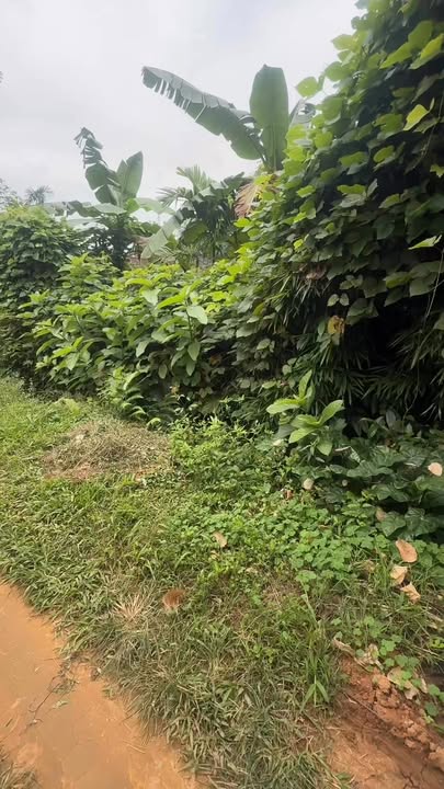 Đất đẹp Yên Lương 1.622m² giá 1 tỷ - Lô góc hai mặt tiền thoáng đãng!