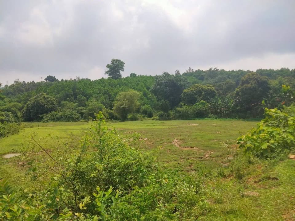 Farm tại Thôn Nga 3, xã Cúc Phương 3370m² giá 5.5 tỷ - Đầu tư sinh lời lý tưởng!