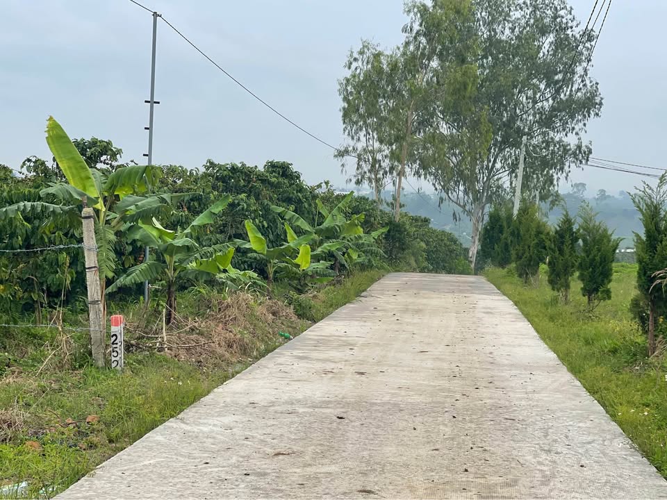 Đất mặt tiền đường bê tông Tân Văn 900m² giá 269 triệu - Đầu tư sinh lời ngay!