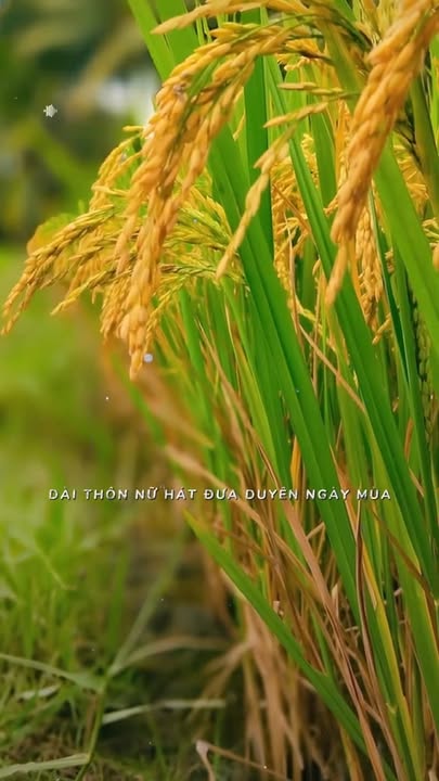 Đất nông nghiệp Nam Chính, Đức Linh 18.000m² giá 275 triệu - Cơ hội đầu tư hấp dẫn!