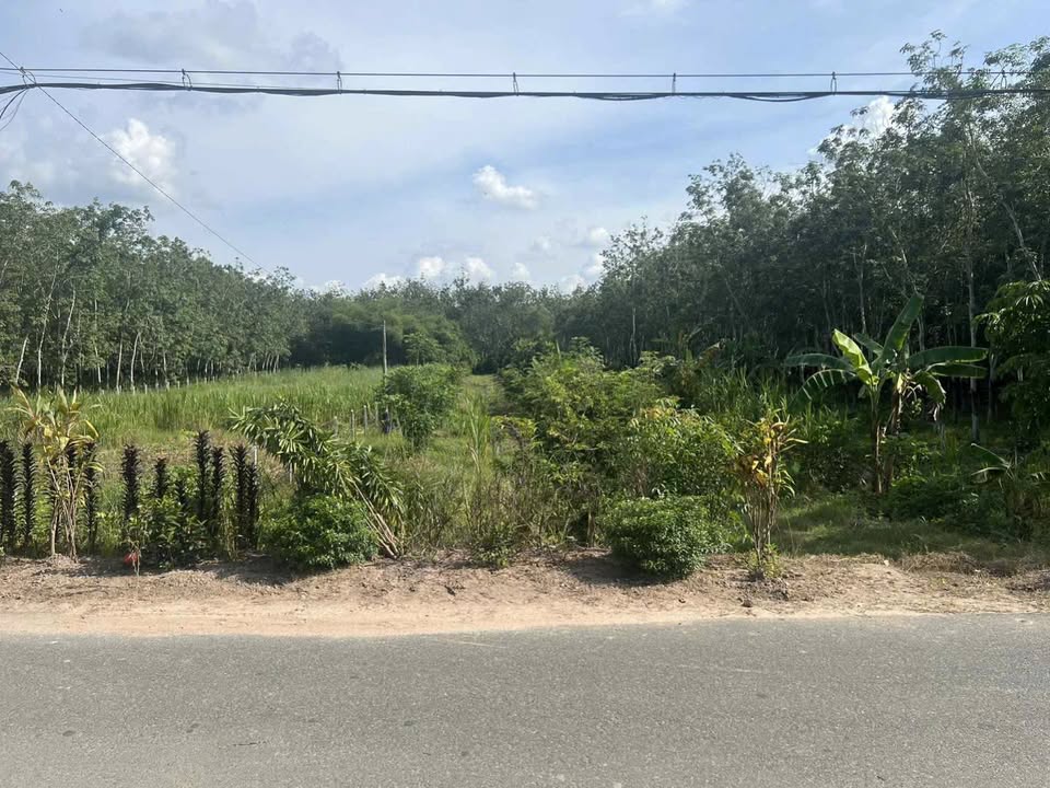 Đất mặt tiền đường Phú Hiệp, Củ Chi 2650m² giá 5.5 tỷ - Cần bán gấp!