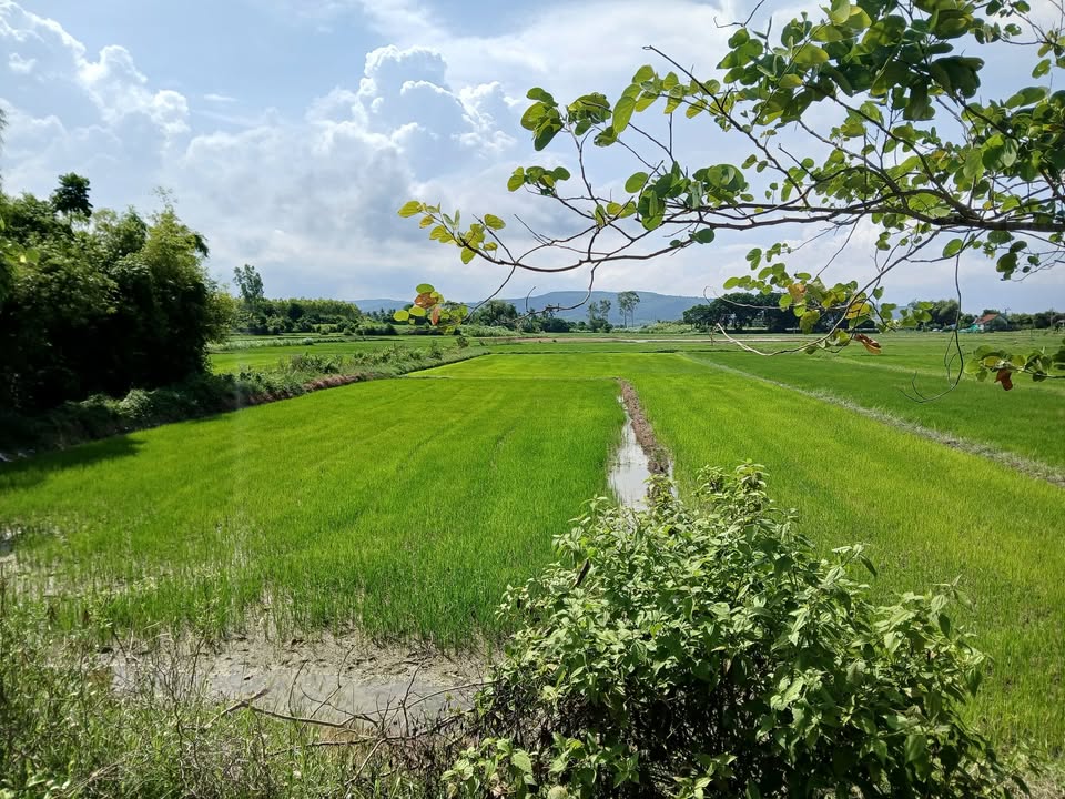 Đất thổ cư 1000m² đường DT 649, xã An Hòa Hải - Mặt tiền kinh doanh lý tưởng!