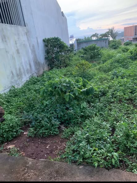 Đất thổ cư 135m² xã Cư Êbur - Sổ hồng chính chủ, giá chỉ 1.69 tỷ!