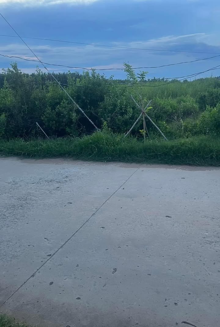 Đất nền mặt tiền đường lớn tại Bình Đại 500m² giá 1.7 tỷ - Đầu tư sinh lời ngay!