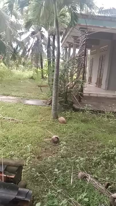 Farm đất vườn Bến Tre 20,000m² giá 1.1 tỷ - Đường xe du lịch thông thoáng!