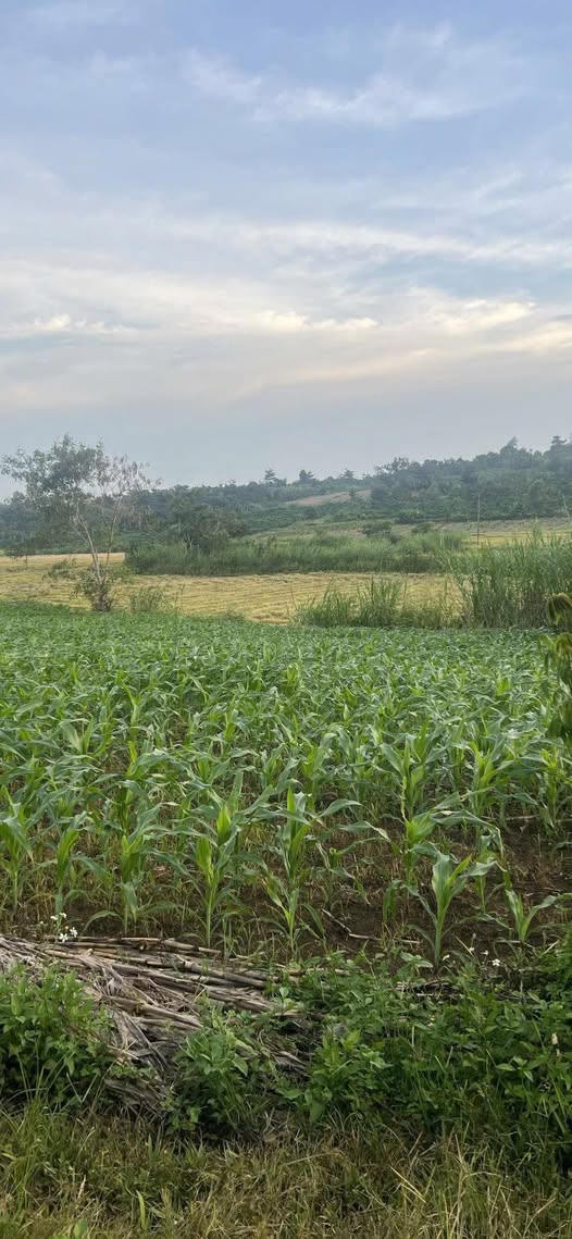 Đất nền 25560m² xã Ea Blang, Buôn Hồ - Giá chỉ 800 triệu, cơ hội đầu tư tuyệt vời!