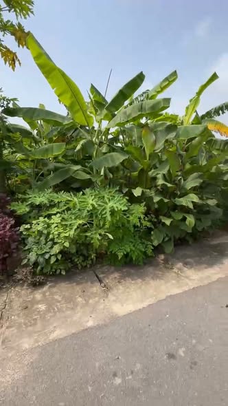 Đất nền 223m² mặt đường Trung tâm thị trấn Thanh Thuỷ - Giá chỉ 2 tỷ