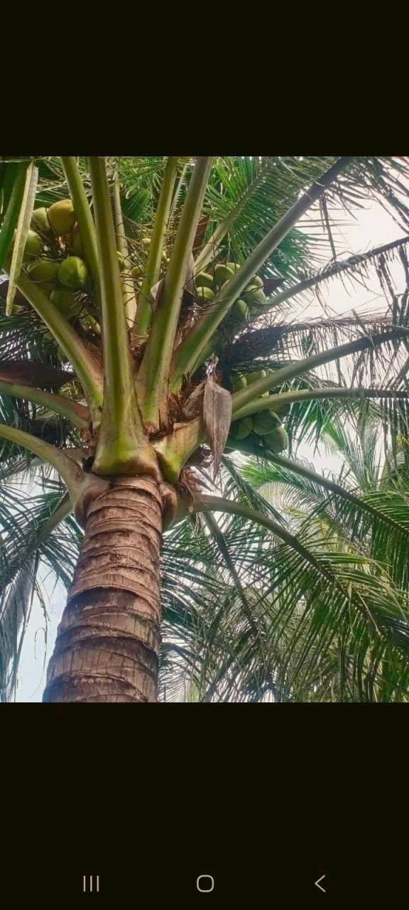 Đất mặt tiền nhựa đường tỉnh 915B, 1288m² giá 3.05 tỷ - Đầu tư sinh lời hấp dẫn!