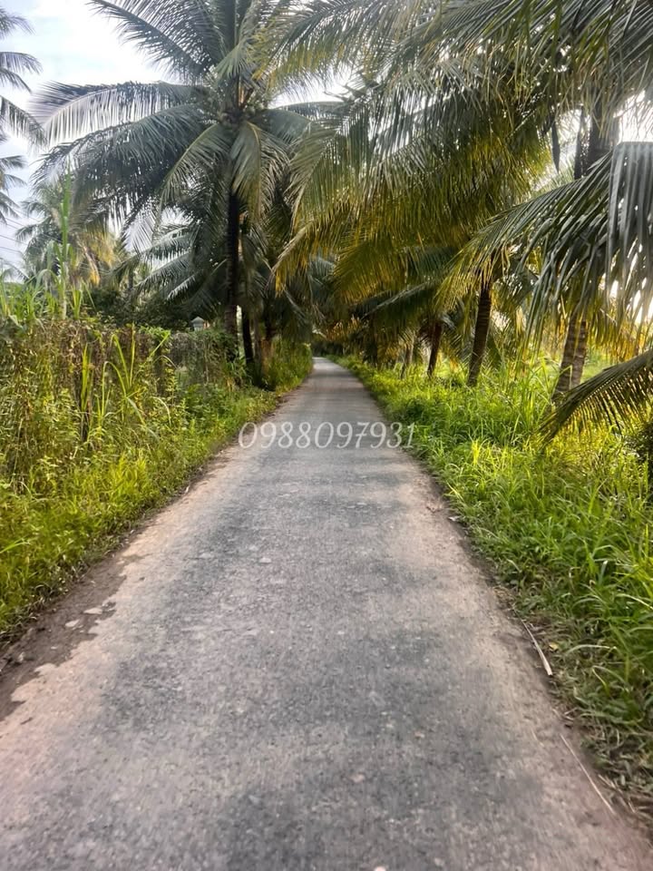 Đất vườn dừa 5.500m² Huyền Hội giá 1.622 tỷ - Cơ hội đầu tư sinh lời!