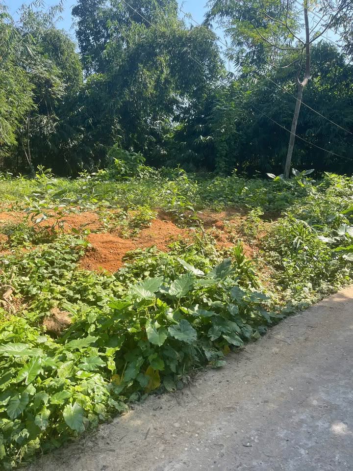 Đất đẹp Tiên Kiên Lâm Thao 397m² giá 2.2 tỷ - Cơ hội đầu tư sinh lời!