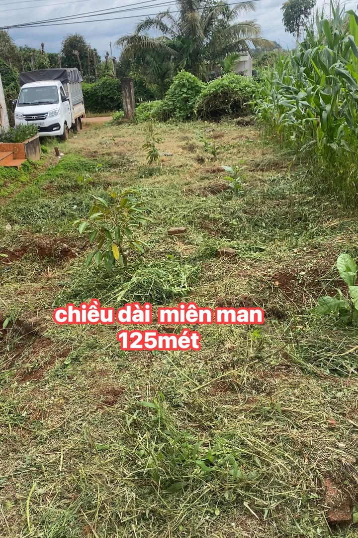 Đất thổ cư 3600m² xã Ea Tar, Cư M'gar - Giá chỉ 500 triệu, cơ hội vàng cho vợ chồng trẻ!