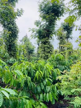 Đất nền Ea M'nang 6000m² giá 1.75 tỷ - Cách đường bê tông chỉ 400m!