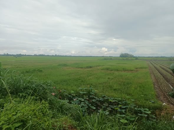 Đất thổ cư Tân Châu An Giang 11 công giá 10 tỷ - Mặt tiền đường lớn, tiềm năng đầu tư!