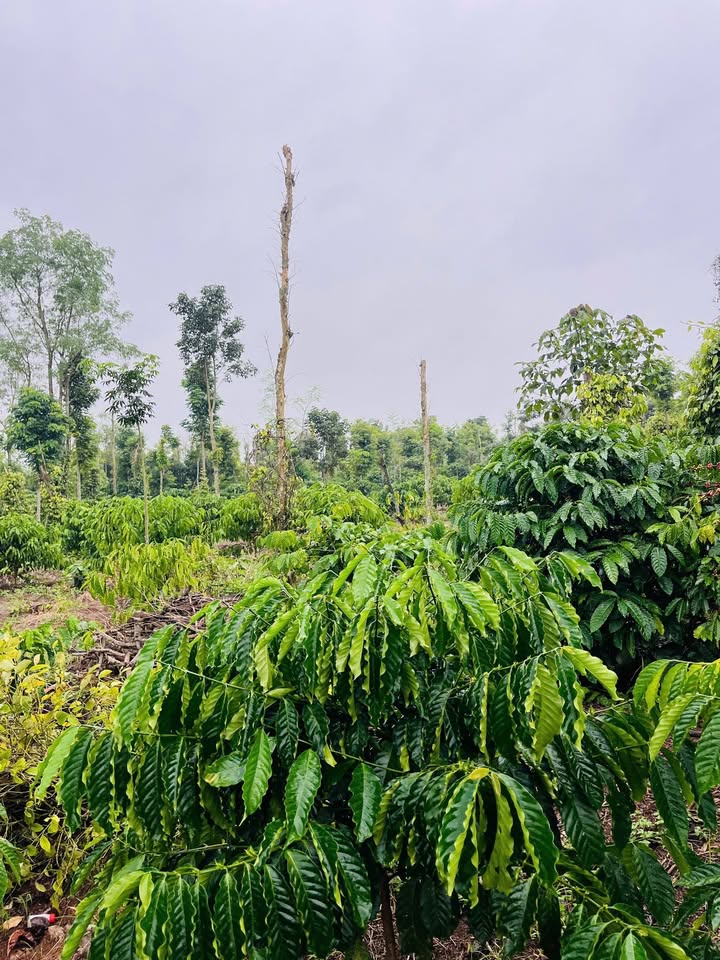 Đất nền 6 sào tại Ea M'nang, Cư M'gar - Giá chỉ 1.75 tỷ, cách đường bê tông 400m!