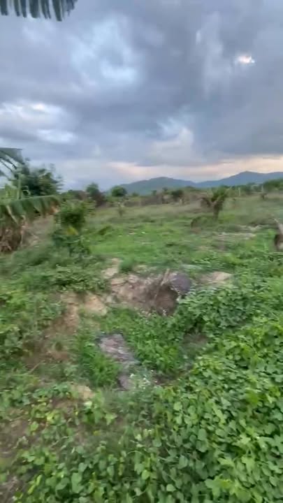 Đất nông nghiệp Vạn Lương 5000m² giá 500 triệu - Đầu tư sinh lời ngay!