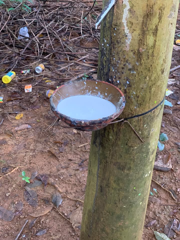 Đất nông nghiệp Bù Đăng 72000m² giá 1.1 tỷ - Cơ hội đầu tư hấp dẫn!