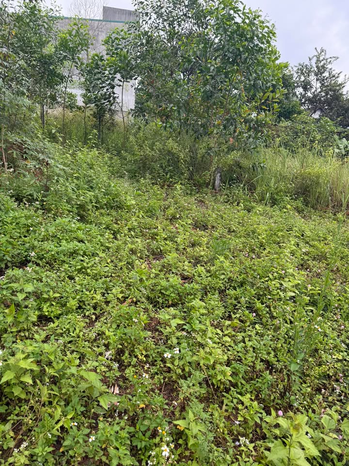 Đất nền thôn 11 Lộc Thành 125m² giá 370 triệu - Sổ đỏ chính chủ!