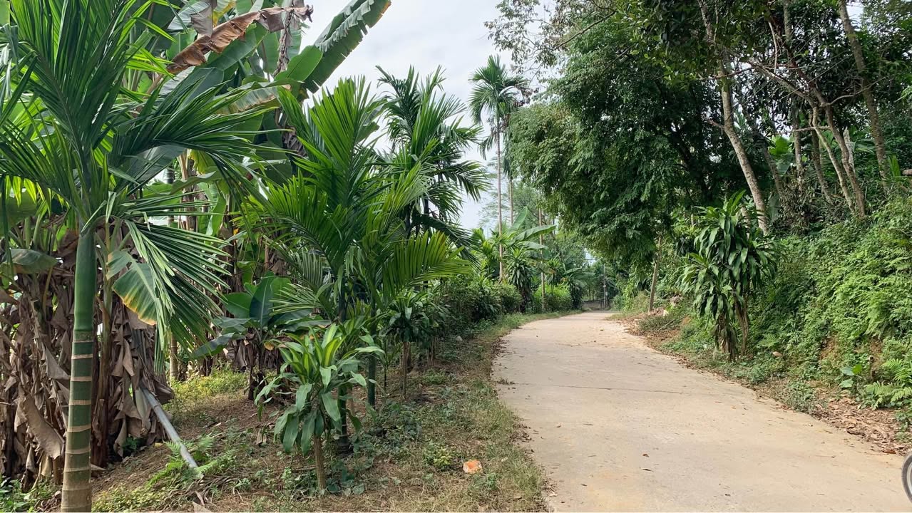 Trang trại mini 5000m² tại Văn Phú, Yên Bái - Giá chỉ 4 tỷ!