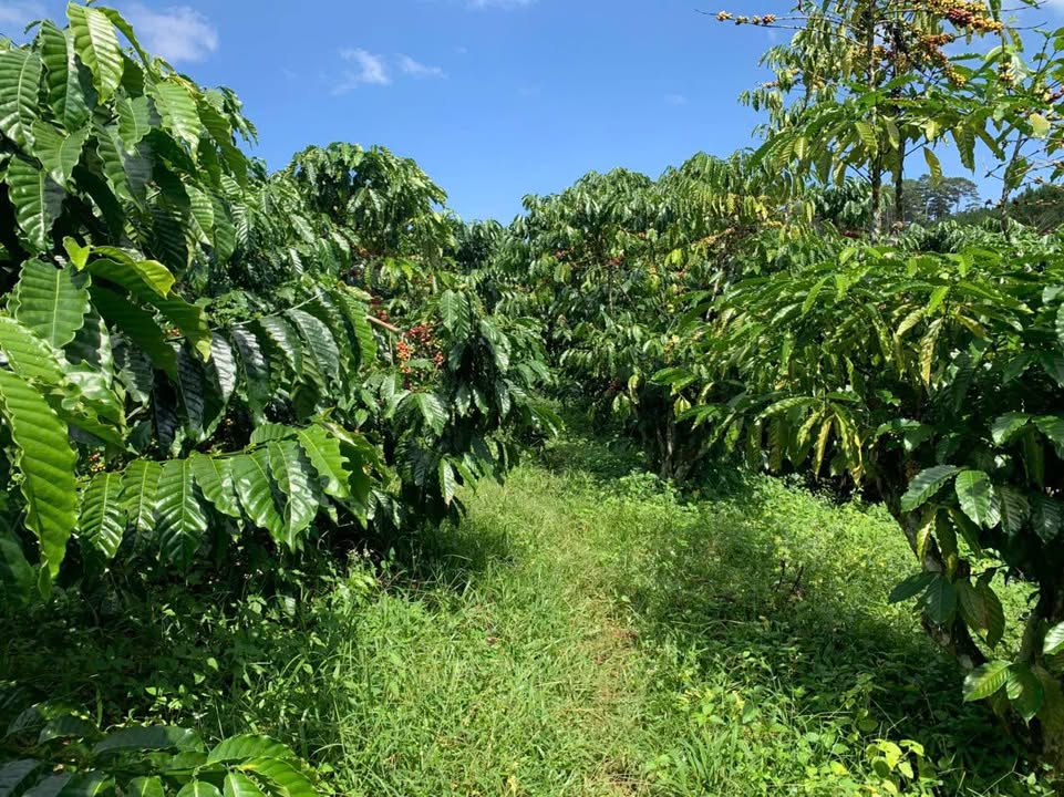 Đất B'Lá Bảo Lâm 1,1ha giá 4 tỷ - Sổ đỏ đầy đủ, thương lượng chính chủ!