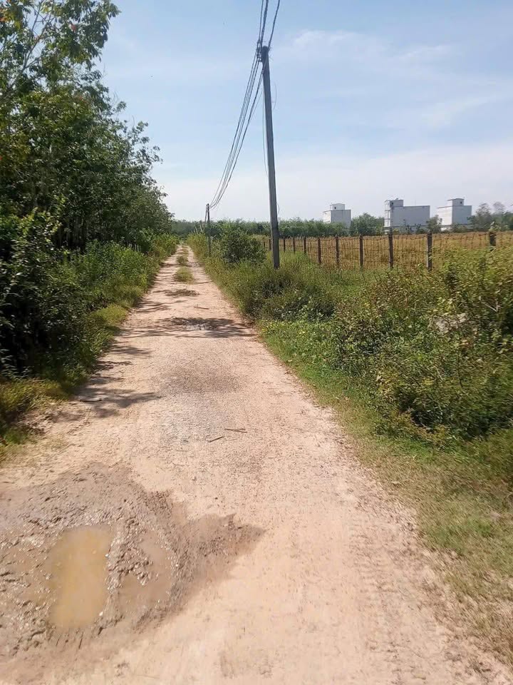 Đất Farm 20.000m² tại ấp Thành Nam, Ninh Điền - Giá chỉ 1.05 tỷ!