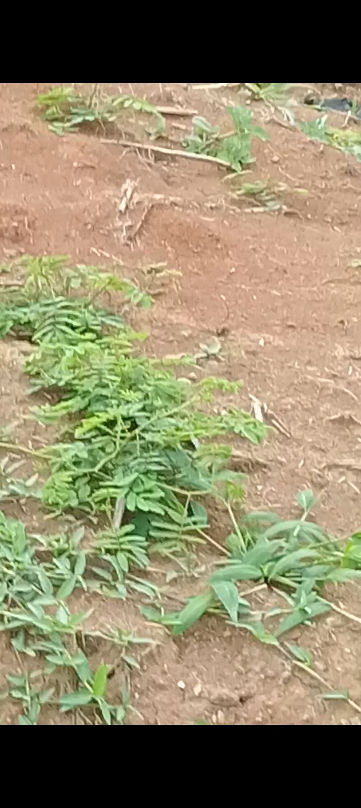 Đất nền Tân Văn, Lâm Hà 1500m² giá 500 triệu - Cơ hội đầu tư tuyệt vời!