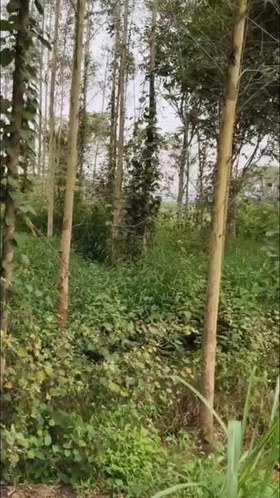 Đất vườn 2300m² tại Đồng Lạc, Yên Thế - Phân lô nghỉ dưỡng lý tưởng giá hợp lý!