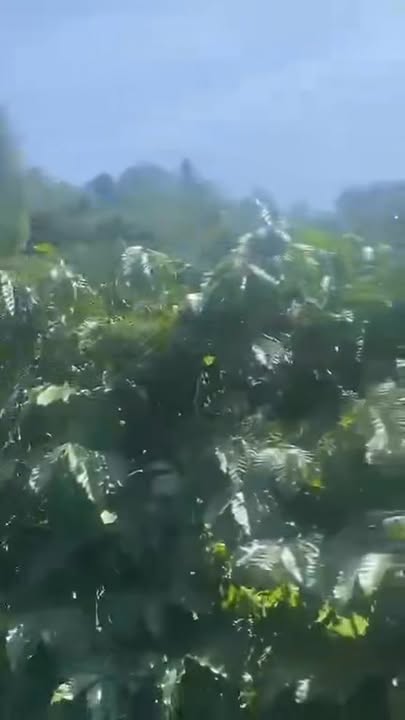 Đất Tân Văn 10000m² giá 5.5 tỷ - Mặt tiền đường nhựa, cơ hội đầu tư hấp dẫn!