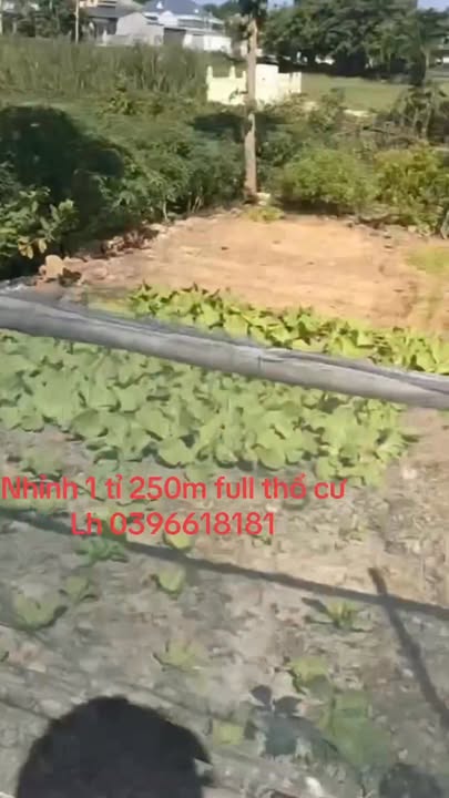 Đất đấu giá tại Thanh Sơn, Nho Quan 249m² - Giá hợp lý cho gia đình xây dựng tổ ấm!