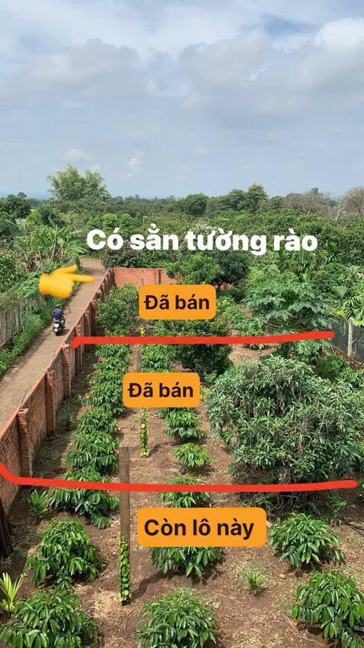 Đất thổ cư Hòa Khánh, Buôn Ma Thuột 137.5m² giá chỉ 515 triệu - Nhanh tay sở hữu!