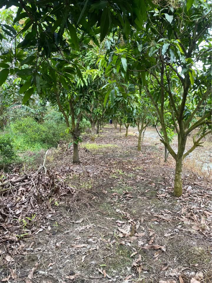 Đất nông nghiệp 1649m² tại Bình Hoà, Đồng Tháp - Giá 900 triệu, phù hợp đầu tư!