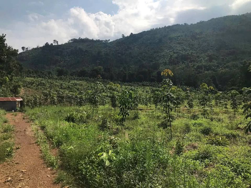 Lô rẫy 17ha tại xã Mô Ray, Quảng Ngãi - Giá chỉ 3 tỷ, sổ đỏ chính chủ!